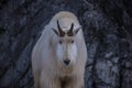 White mountain goat