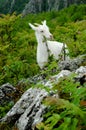 White mountain goat Royalty Free Stock Photo