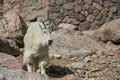 White Mountain Goat Royalty Free Stock Photo