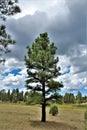 White Mountain Nature Center, Pinetop Lakeside, Arizona, United States Royalty Free Stock Photo