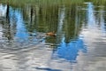 White Mountain Nature Center, Pinetop Lakeside, Arizona, United States Royalty Free Stock Photo