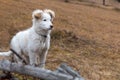 White mountain puppy, patou, future herdsman, outdoor Royalty Free Stock Photo