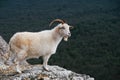 White mountain wild goat stands at rock at forest background Royalty Free Stock Photo