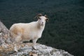 White mountain wild goat stands at rock at forest background Royalty Free Stock Photo