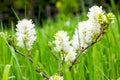 White Mountain Witch Alder Fothergilla Major or Bottle Brush plant flowers blossom with green leaves in the garden in spring.