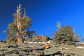 Bristlecone Pines on White Mountain Peak, White Mountains, California, USA