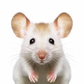 Close-up Of A White Mouse: A Playful And Whimsical Photograph Royalty Free Stock Photo