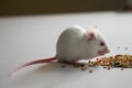 White Mouse eating bird seed on empty table Royalty Free Stock Photo