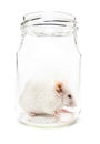 White mouse in a glass jar Royalty Free Stock Photo