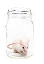 White mouse in a glass jar Royalty Free Stock Photo