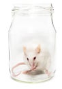 White mouse in a glass jar Royalty Free Stock Photo