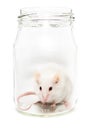 White mouse in a glass jar Royalty Free Stock Photo