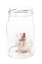 White mouse in a glass jar Royalty Free Stock Photo