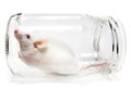 White mouse in a glass jar Royalty Free Stock Photo