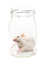 White mouse in a glass jar Royalty Free Stock Photo