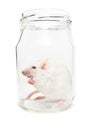 White mouse in a glass jar Royalty Free Stock Photo