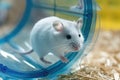 White mouse is running in running wheel for hamsters Royalty Free Stock Photo