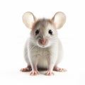 White Mouse In Shiny Eyes Exploring Ethical Concerns And Precisionism Influence