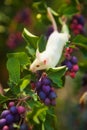 White mouse sitting on a green branch of shadberry Royalty Free Stock Photo