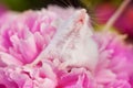 White mouse sitting on a pink pion flower