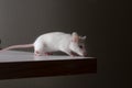 White mouse sniffing corner of desk for food Royalty Free Stock Photo