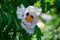 White Moutan Tree Peony Paeonia suffruticosa on the green leaves background Royalty Free Stock Photo