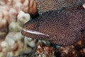 White Mouth Moray Eel Royalty Free Stock Photo