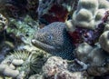 White Mouth Moray Eel Close Up Underwater on Hawaiian Reef Royalty Free Stock Photo