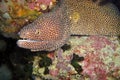 White mouth Moray Eel (Gymnothorax Meleagris) in the filipino sea January 16, 2012 Royalty Free Stock Photo