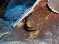 White mouth Moray Eel (Gymnothorax Meleagris) in the filipino sea 22.10.2014 Royalty Free Stock Photo