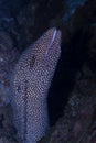 White-mouth Moray Gymnothorax meleagris Royalty Free Stock Photo