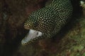 White-mouth Moray, Kapalai Island, Sabah