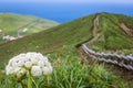 Mt. Gorota Wildflowers on the Cape Tour Course, Rebun Island, Japan