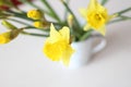 Beautiful bouquet of yellow daffodils flowers isolated on white background. Flat lay, top view. Spring flowers. Gift cards design Royalty Free Stock Photo