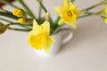 Beautiful bouquet of yellow daffodils flowers isolated on white background. Flat lay, top view. Spring flowers. Gift cards design Royalty Free Stock Photo
