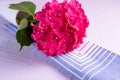 White mug with a branch of pink hydrangea Royalty Free Stock Photo