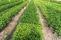 White mugwort Artemisia lactiflora, Guizhou in vegetable garden has medicinal properties Royalty Free Stock Photo