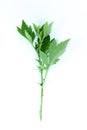 White Mugwort white background in studio Royalty Free Stock Photo