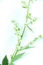 White Mugwort white background in studio Royalty Free Stock Photo