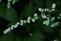 White Mugwort at garden