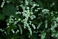 White Mugwort at garden