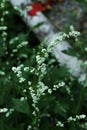 White Mugwort at garden