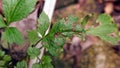 White mugwort, leaf blight from pathogen, plant disease