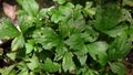 White mugwort, leaf blight from pathogen, plant disease Royalty Free Stock Photo