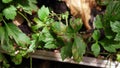 White mugwort, leaf blight from pathogen, plant disease Royalty Free Stock Photo