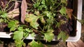 White mugwort, leaf blight from pathogen, plant disease