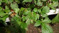 White mugwort, leaf blight from pathogen, plant disease