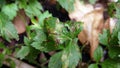 White mugwort, leaf blight from pathogen, plant disease Royalty Free Stock Photo