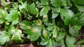 White mugwort, leaf blight from pathogen, plant disease Royalty Free Stock Photo