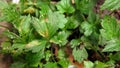 White mugwort, leaf blight from pathogen, plant disease Royalty Free Stock Photo